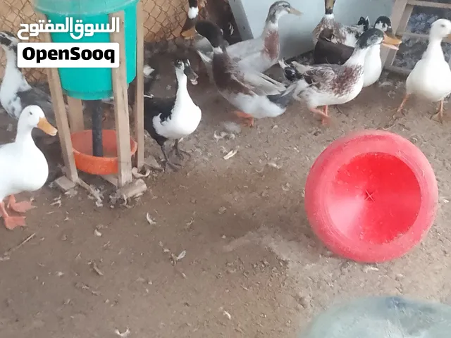 للبیع بط و دواجن