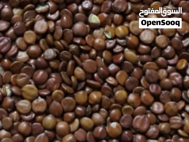 بذور سدر حشري درجه اولى نسبه الانبات أكثر من 95٪