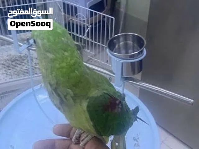 Hand tame napali parrot start talking for sale
