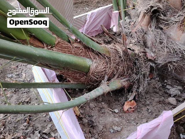 فسائل برحي مجذر حجم كبير