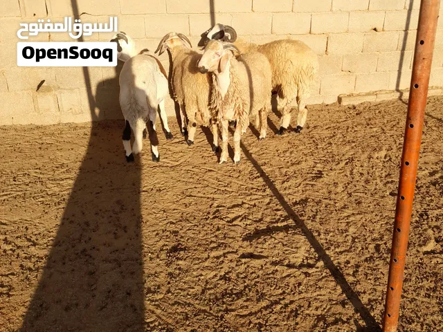 البيع الحولي