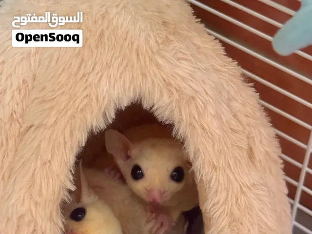 Sugar Glider Male &Female