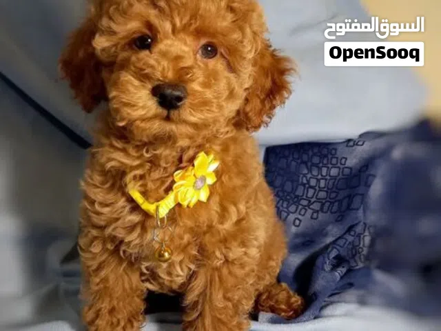 toy poodle for sale to a nice and loving family