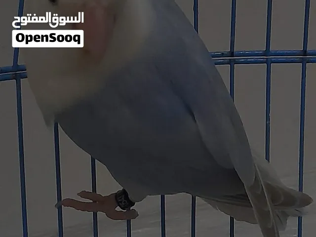 4 عصافير اثنين روز واحد فيشر واحد ودره
