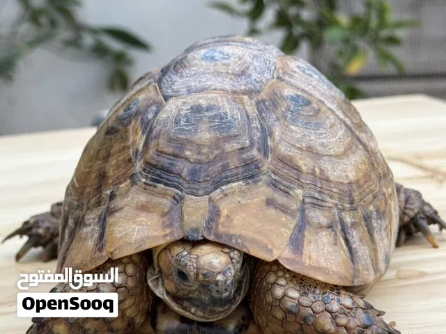 سلحفاه يوناني