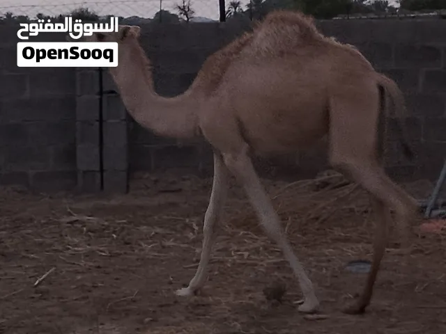 بكره للبيع شوف الوصف ((بيعه مستعجله ))