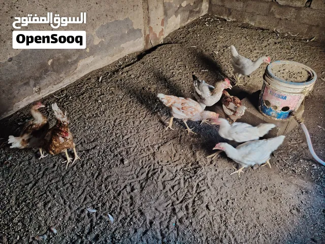 ديكه عمر 6 شهور