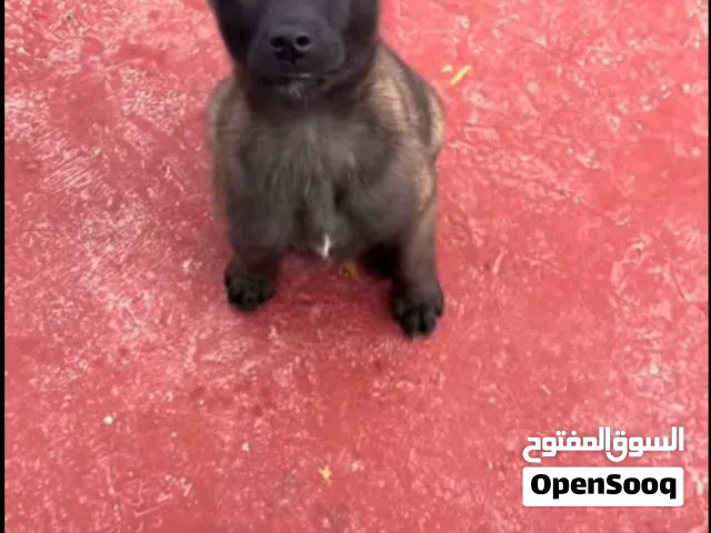 مالينو ذكر ونثه عمر 27يوم