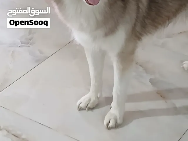 هاسكي للبيع