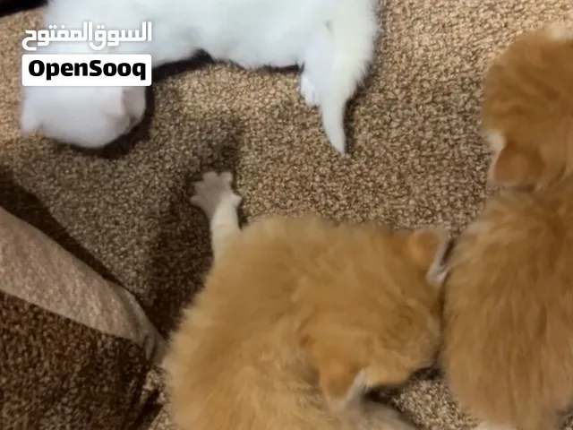 للبيع قطط شيرازيه