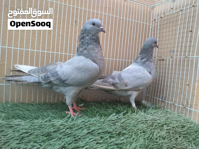 ذكر وانثى سليتي مطيار بساعات  يوجد كويتي من ساس قلاب..توصيل حسب الاتفاق واقبل البدل مع دجاج او مدينه