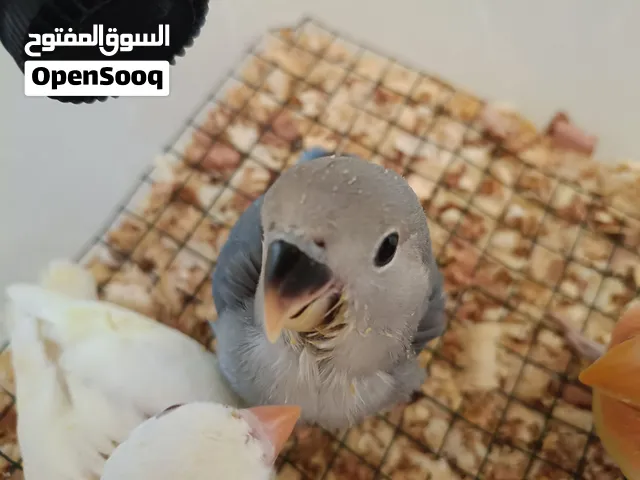طير روزا ذكر ازرق جاهز لترويظ عمره 24يوم