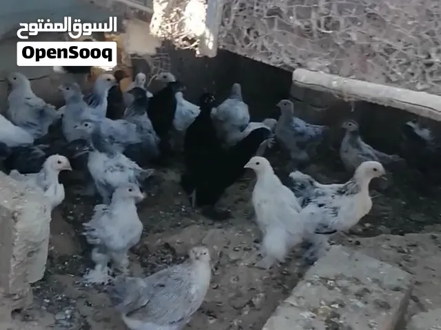 فراخ براهمه سوبر جامبو