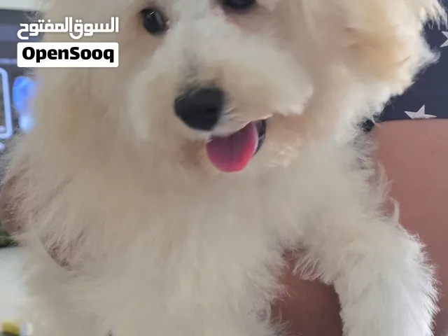 Maltipoo puppy 5 months old, vaccinated, microchipped