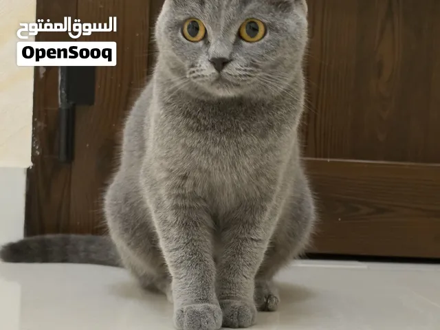 sale /British Shorthair Blue – 2 Kittens + Mother in sharjah