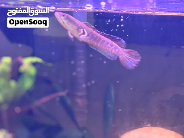 Blue pulchara snake head for sale