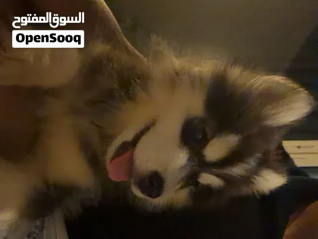 نثيه مالموت عمرها شهرين طالب فيها 3000 ويا القفص
