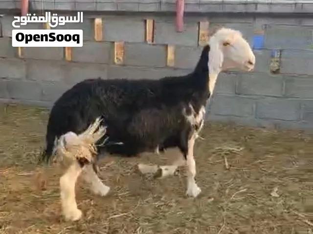 جاعده نجديه بيور اصل