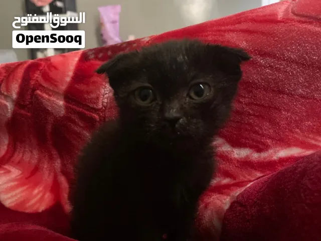 قطوتين سكوتش فولد اسود بني