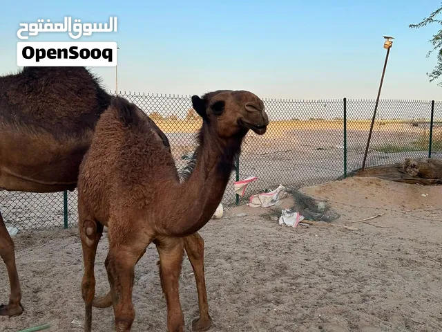 بكره طيبه كفو
