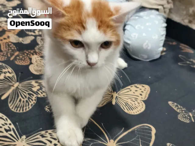 قط شيرازي اليف تربية منزل