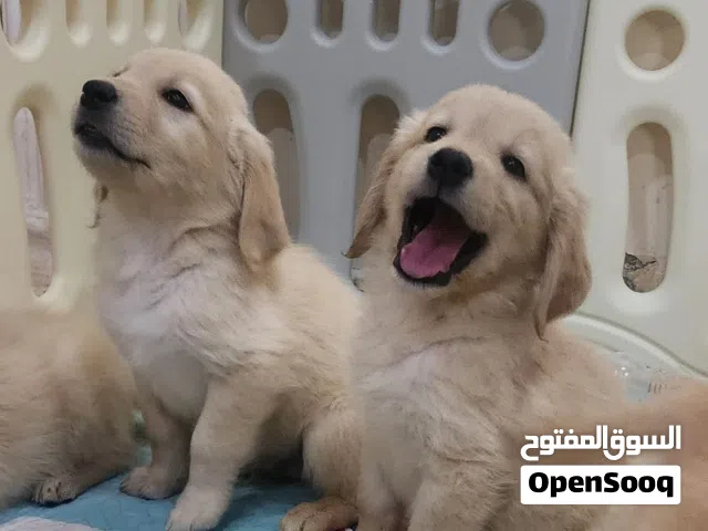 Purebred Golden Retriever puppy 45 days old