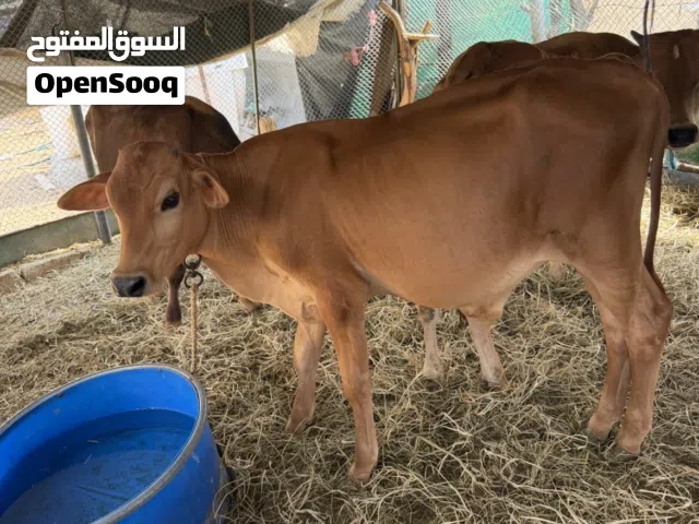 عجل من سلالة الجرسي