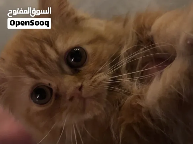 قط برتقالي( ذكر ) عمره 3 اشهر مطعم مع العابة و اغراضة كاملة