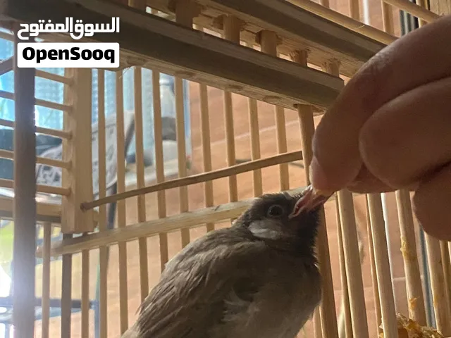 بلبل اليف مع القفص