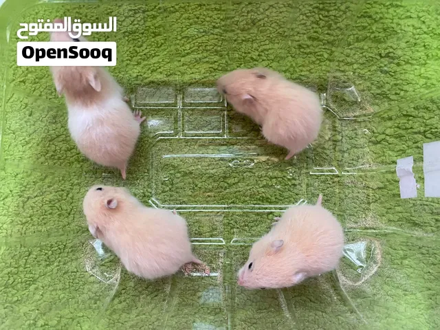 للبيع هامستر