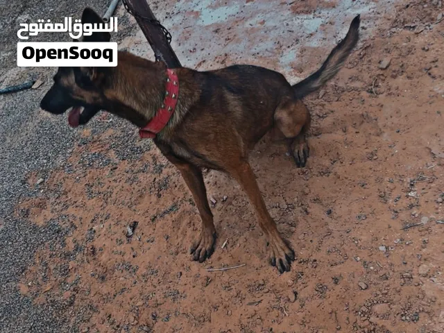 كلب نتايه مالينوا