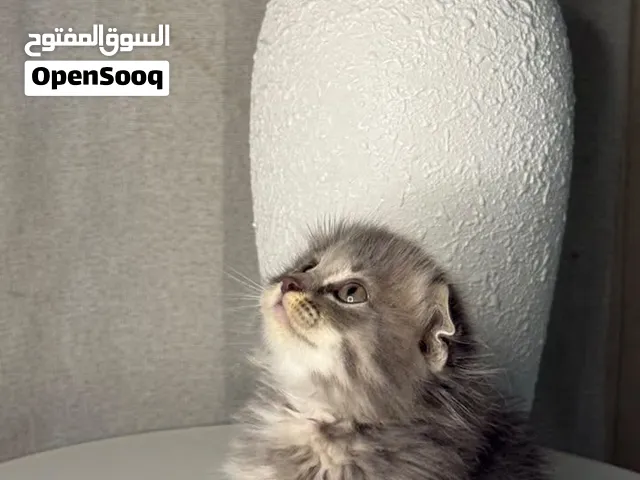 سكوتش فولد قاااااابل