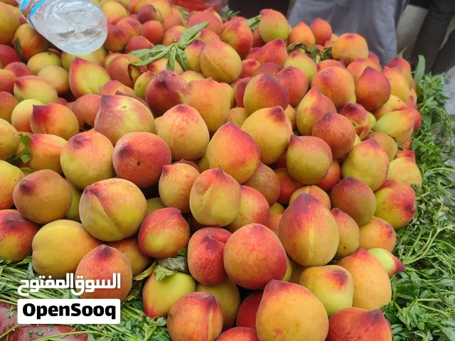 شتلات خوخ خارجي  متوفر جميع الاحجام والاصناف  مشاتل 22 مايو