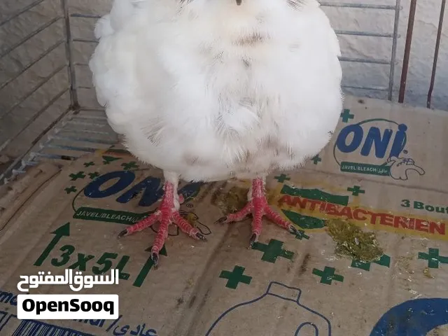الحمام الدجاج