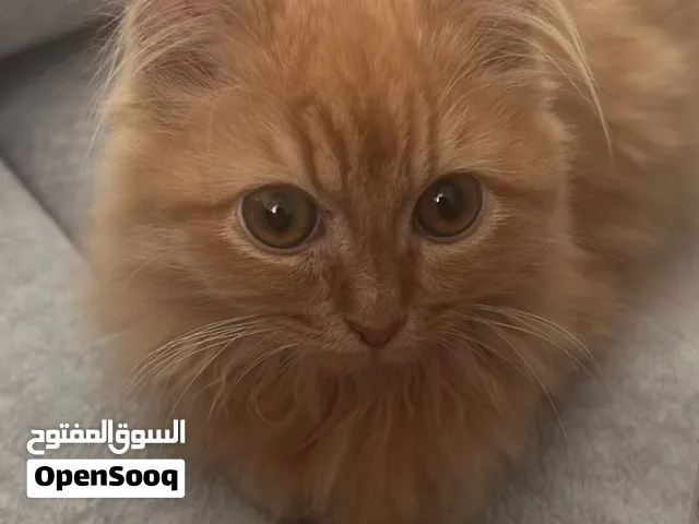 Text in WhatsApp for details so many cats
