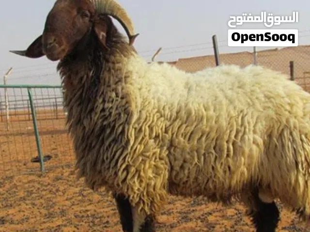 قصاب متنقل تحت الطلب لجميع مناطق الكويت