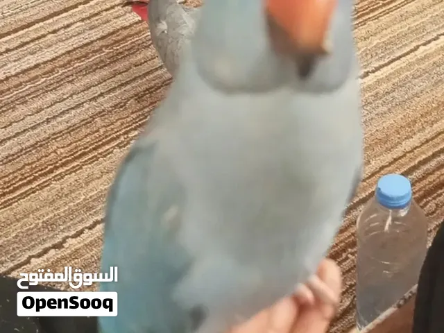فرخ دره لون ازرق ذكر