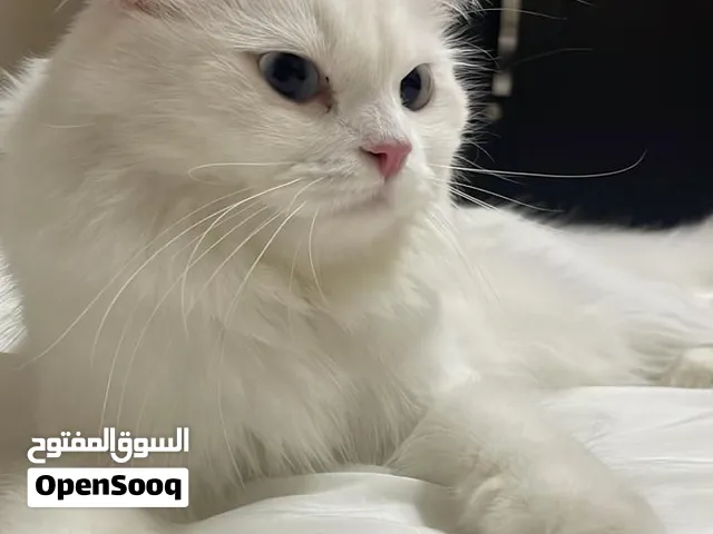 Best cat Free of charges