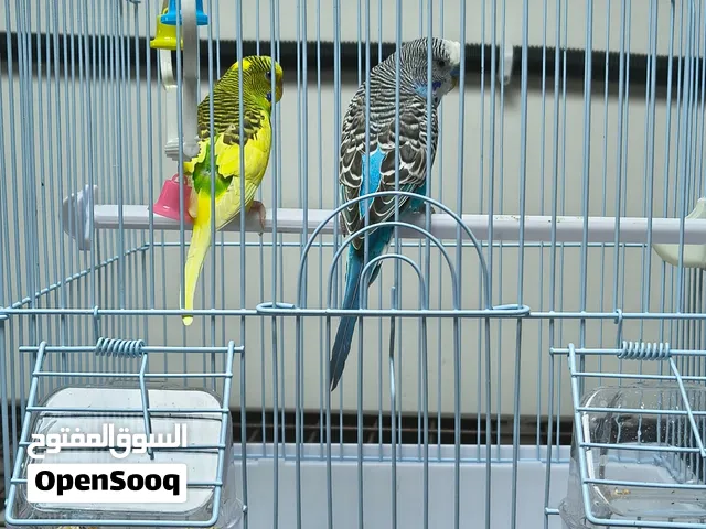 عصفورين حب للبيع
