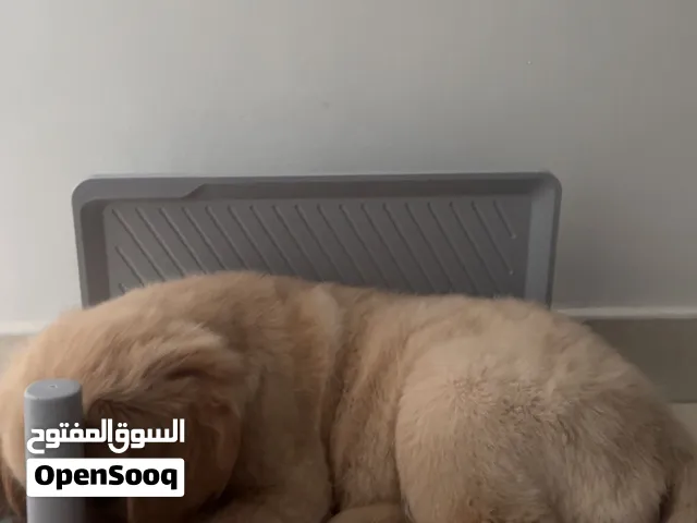 golden retriever puppy purebred male