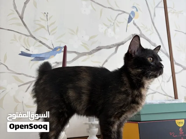 Kitten for adoption