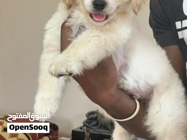 golden retriver pupply