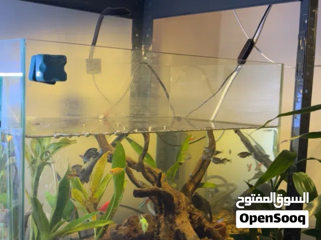 حوض سمك  متنوع مع كل اغراضه