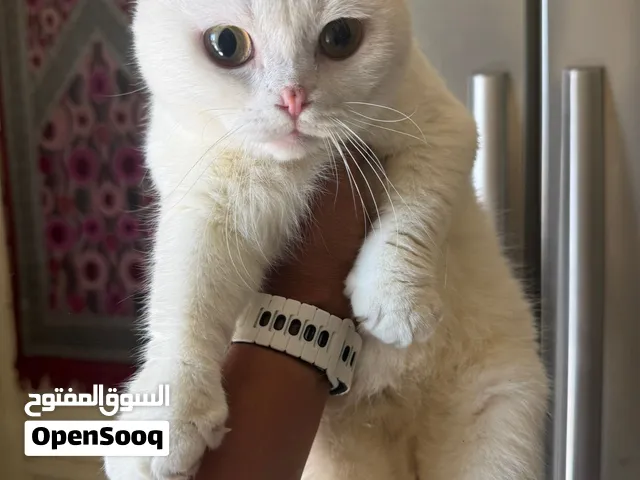 قطط اسكواش فور