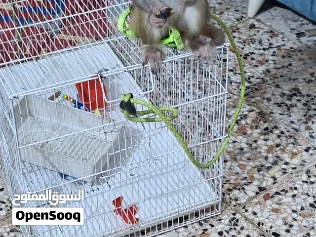 قرد حلو و اليف و صغير مال بيت