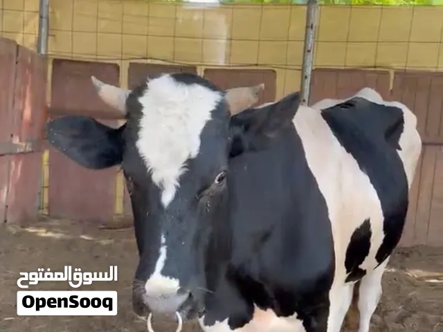 ثور رباعي فحل ولا نطاح