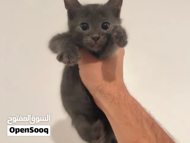 قطط للتبني عمر شهرين