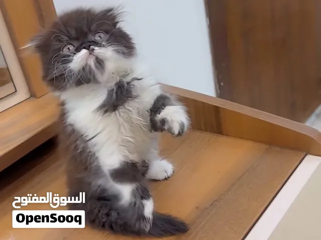 قطة للبيع صغيرة 53 يوم نوع شيرازي
