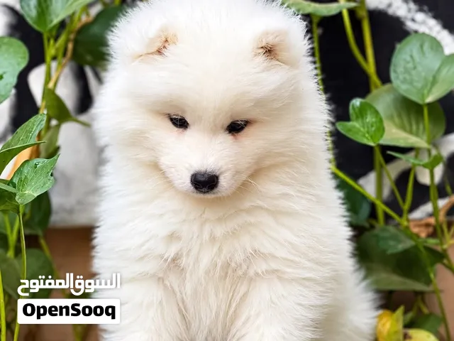 سامويد للبيع العمر شهرين