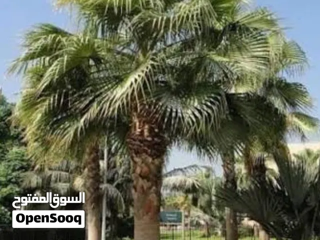 إشجار شجر واشنطونيا جميع الاحجام من 50 سم الى 4 متر الاسعار من نص دينار الى 100 دينار ويوجد فتن